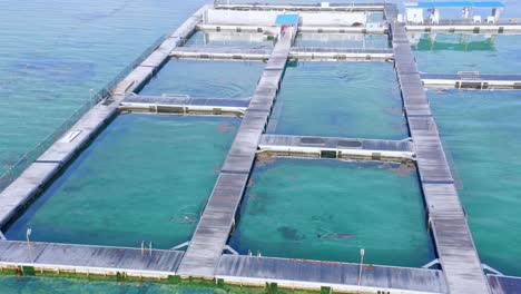 dolphinarium in the caribbean sea of punta cana, dominican republic - aerial drone shot