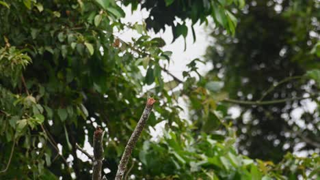 Swooping-down-and-flying-back-on-its-bare-branch-perch,-an-Ashy-Drongo-Dicrurus-leucophaeus-is-busy-catching-its-meal-of-various-insects-mid-air,-inside-a-national-park-in-Thailand