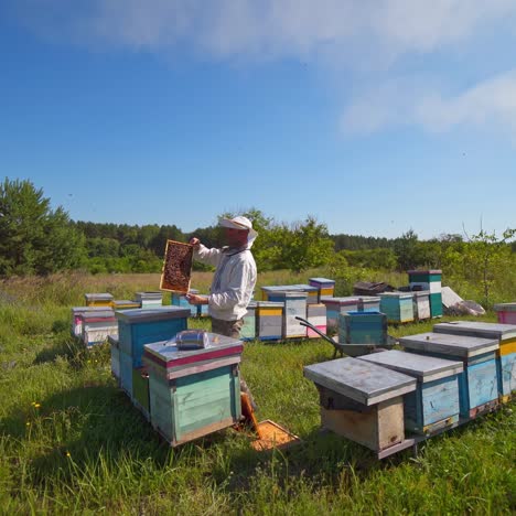 frame with bees in farmer's hands. beekeeper standing on the apiary among hives and holding bee honeycomb in the countryside. beekeeping concept.