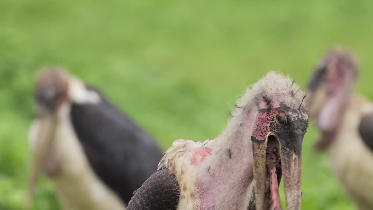 Slow Motion Marabou Stork on a Kill Eating Bones, Scavenger Bird Scavenging on a Dead Body and Carcass in Serengeti National Park in Tanzania in Africa on African Wildlife Safari Animals Game Drive