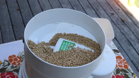 whole wheat kernels are ground with a small electrical flour mill