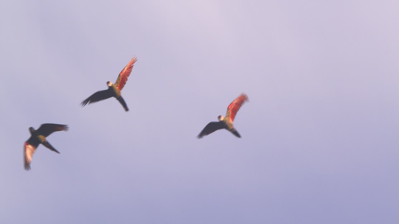 Three red-bellied macaws soar together, flapping their wings as they fly high above in the sky.