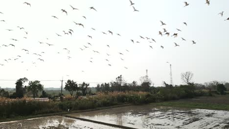 flock of egrets flying over rural rice fields