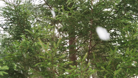 slowmotion shot of big snowflakes falling from the sky with big green spruce tree in the background