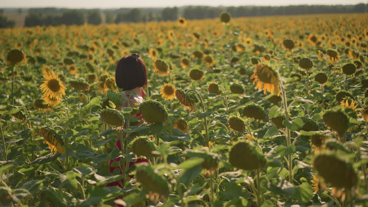 Молодая женщина в поле подсолнухов, неспешная прогулка по морю золотых цветов, развевающееся розовое платье, освещенные солнцем лепестки и зеленые листья, кинематографичные теплые тона, ностальгическое летнее одиночество, легкий бриз и мягкий свет