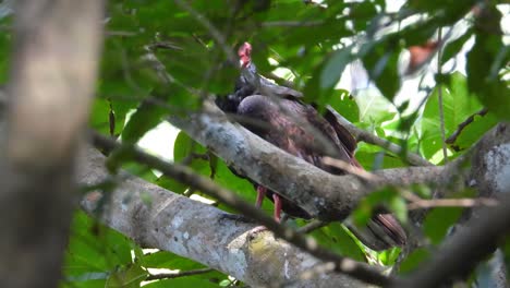 close-up of turkey vulture  perched in tree