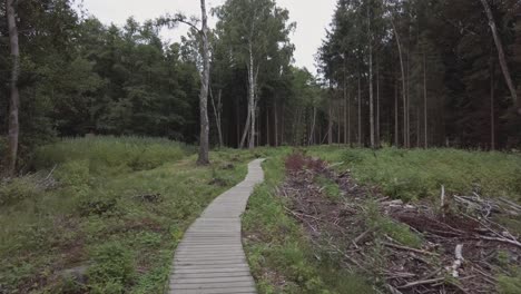 caminando por la acera a través del bosque talado y el prado bajo un cielo nublado