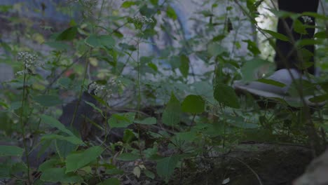 shot of feet of a man with weapon walking through deserted industrial area overgrown with brush