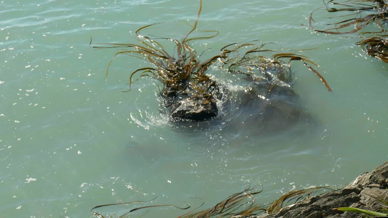 Seaweed's Dance: Mesmerizing motion as seaweed gracefully navigates around rocks in the enchanting embrace of the ocean