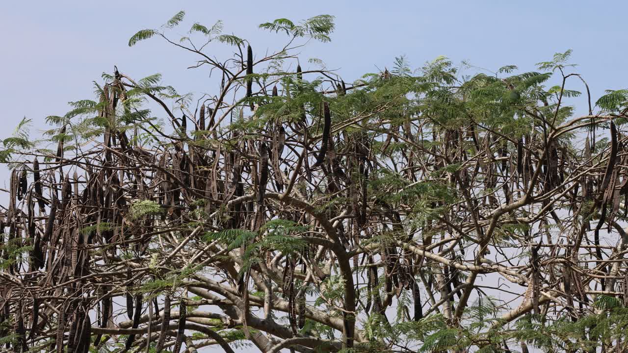 Cassava plants swaying slightly in the wind