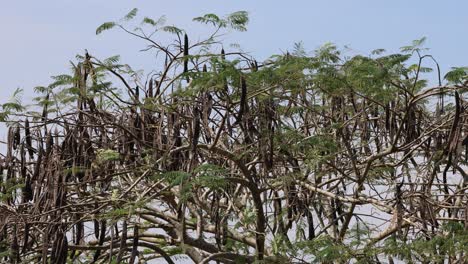 cassava plants swaying slightly in the wind