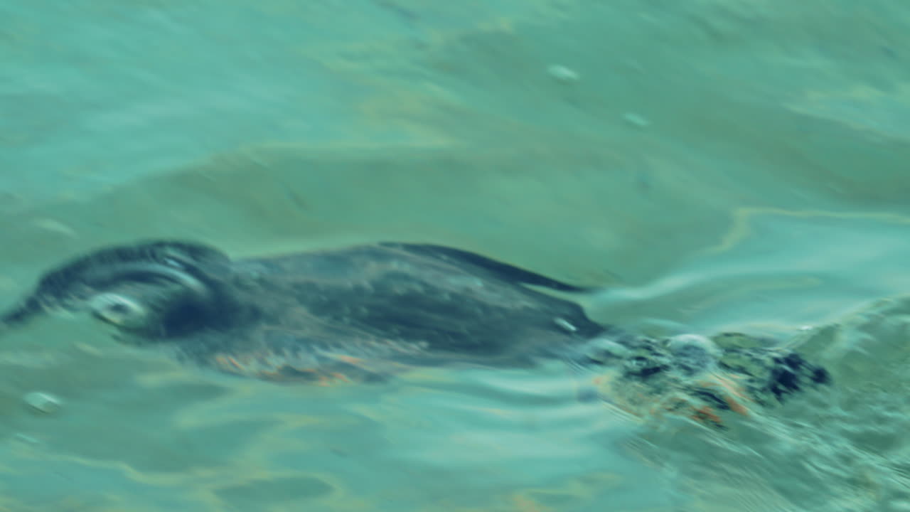 A lone cormorant glides through calm ocean water, its body submerged