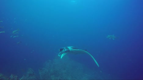 beautiful manta ray with the sun rays kissing it as it swims passed and away along coral ridge