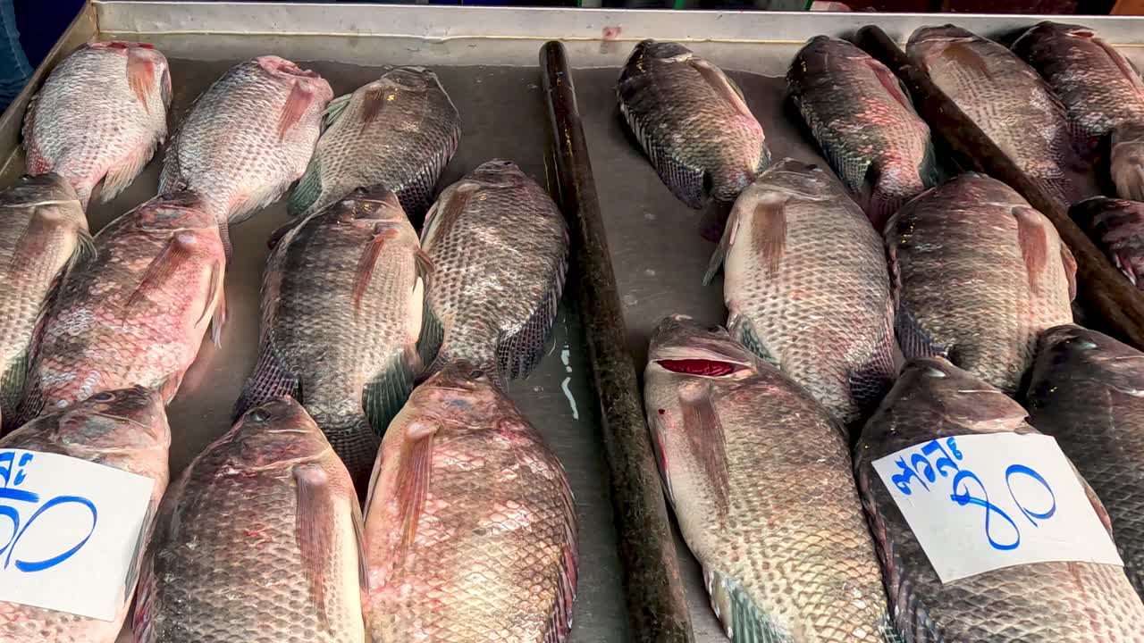 Vendor organizing fresh tilapia on ice for sale