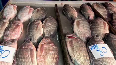 vendor organizing fresh tilapia on ice for sale