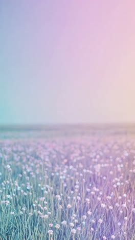a dreamy, pastel-toned field of wildflowers captured from a low-angle, creating a serene and calming