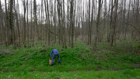man bent over against hillside in leaveless forest gathers and plucks wild garlic