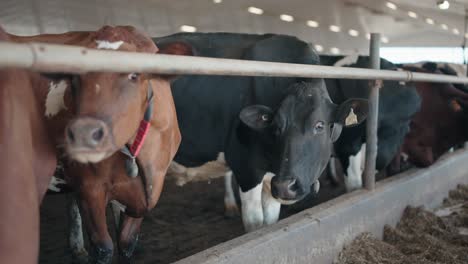 Herd-Of-Cows-In-A-Dairy-Farm---close-up