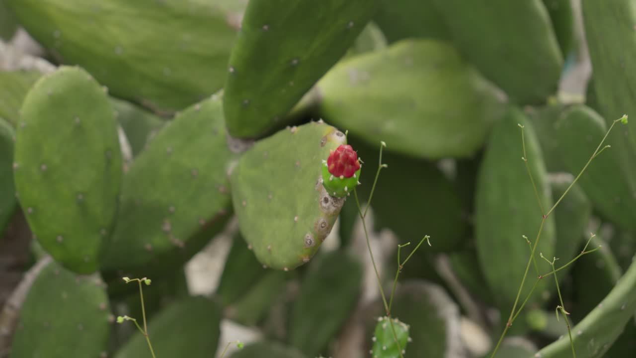 Closeup Of Fruit Of Prickly Pear Cactus Species Opuntia Cochenillifera. pullback shot