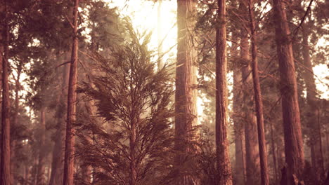 giant sequoias in redwood forest