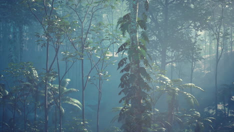 misty jungle forest