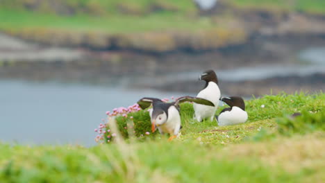 puffin making small flight on ground