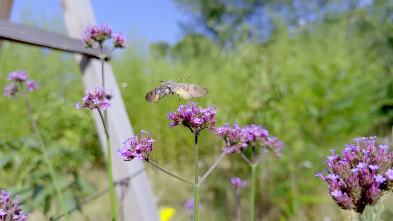 Detailed shot of a hummingbird hawk-moth suspended in mid-air extending its proboscis towards tall purple verbena blooms to extract nectar in bright daylight