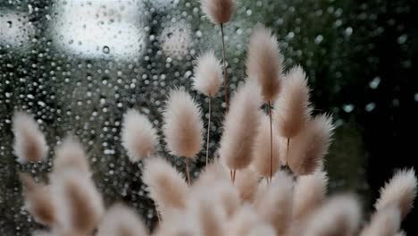 Un-Arreglo-De-Hierba-De-Cola-De-Conejo-En-El-Alféizar-De-Una-Ventana-Con-Gotas-De-Lluvia-En-El-Cristal-De-La-Ventana-Detrás