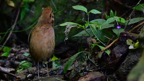 皮塔 (pitta)  (rusty-necked pitta) 是一種自信的雀鳥,在高海拔的山林中生長,在泰國有很多地方可以找到這隻雀鳥