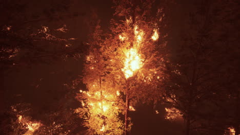 incendio forestal por la noche