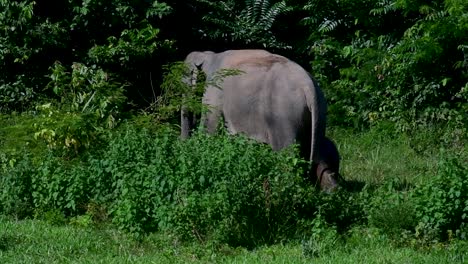 Los-Elefantes-Asiáticos-Son-Especies-En-Peligro-De-Extinción-Y-También-Son-Residentes-De-Tailandia