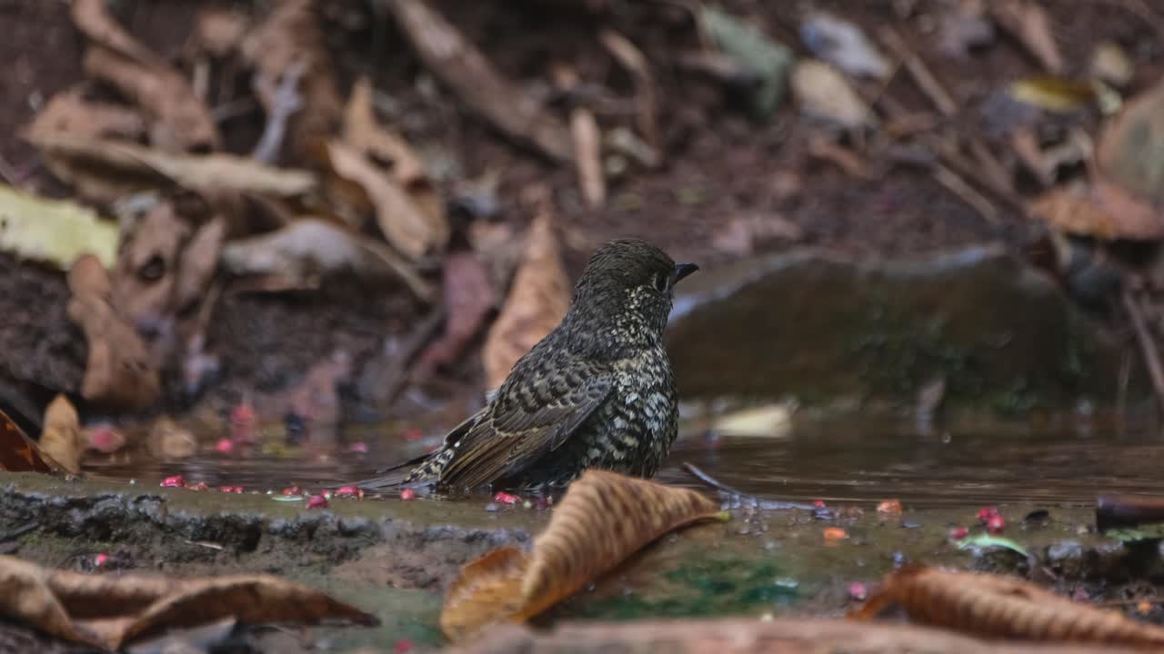 reduciendo el zoom para revelar este pájaro en el agua mientras mira hacia la derecha, el tordo de roca de garganta blanca monticola gularis, tailandia