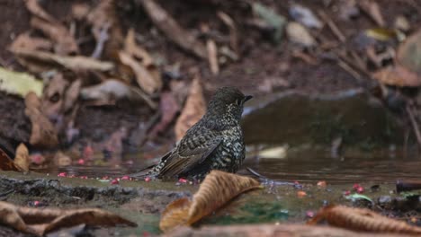 zooming out to reveal this bird in the water while facing to the right, white-throated rock thrush monticola gularis, thailand