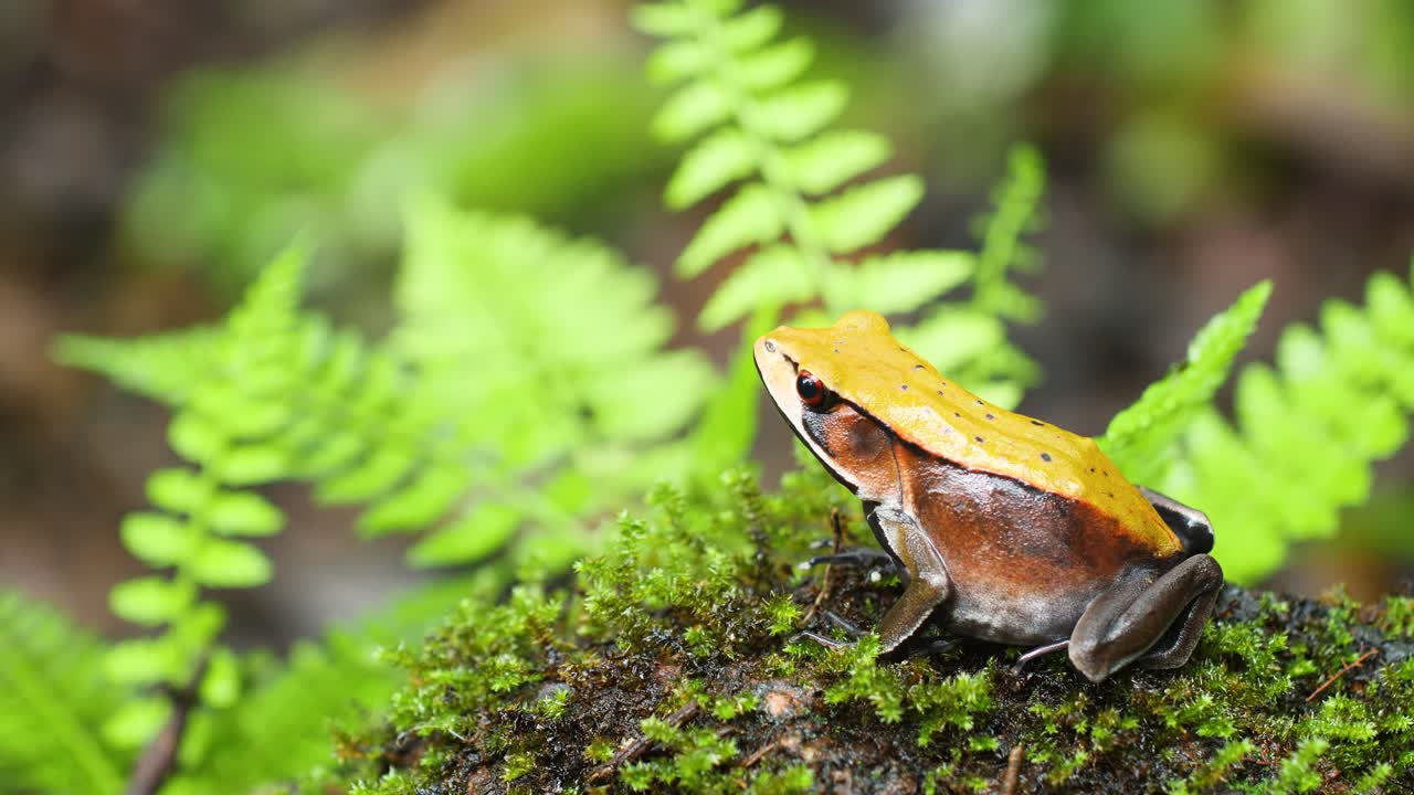 Bicolored frog from the Western Ghats of India in the semi ever green forests during the monsoon season a Side view wide showing the ferns around and the lush green surroundings on forest floor