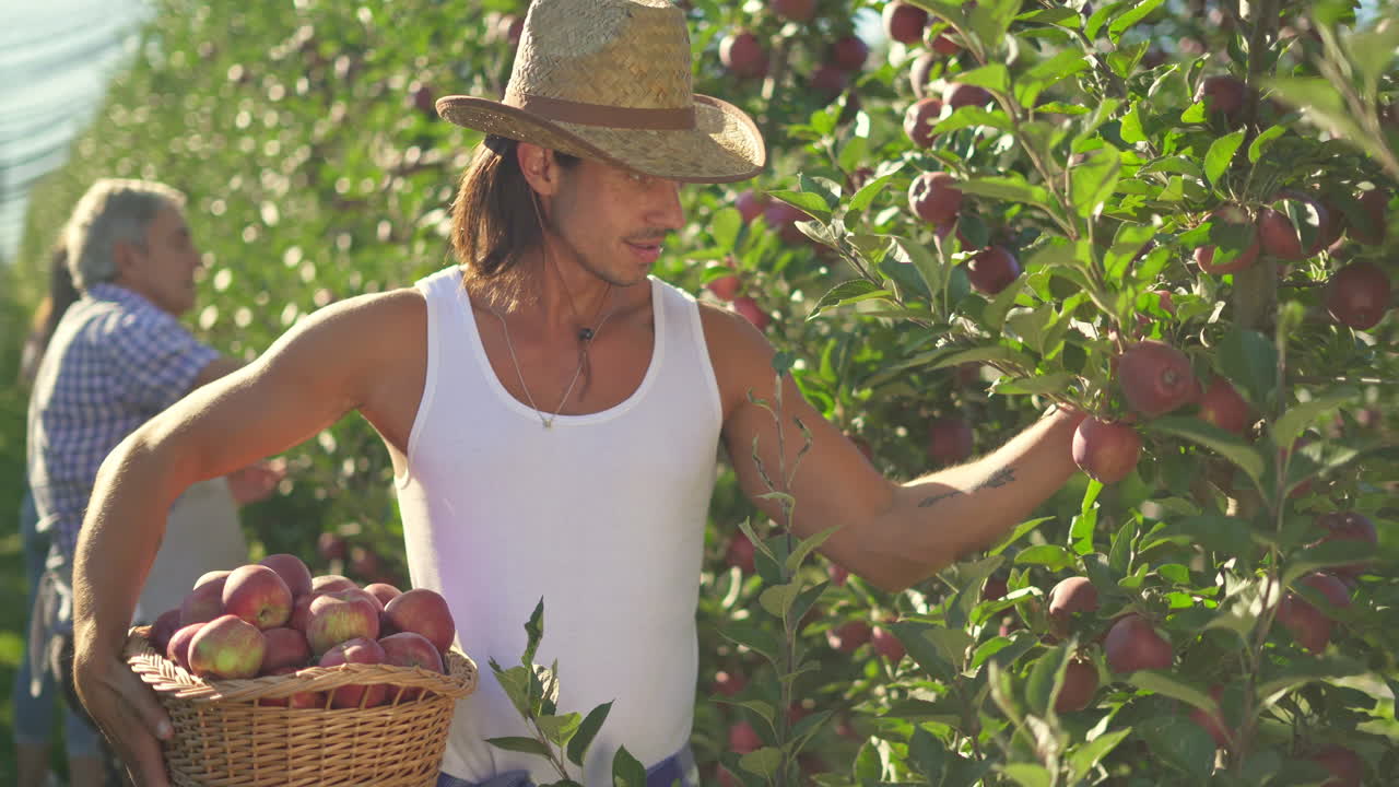 Man Harvesting Red Apples in a Sunny Orchard