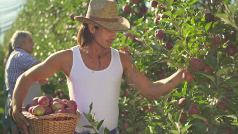 man harvesting red apples in a sunny orchard
