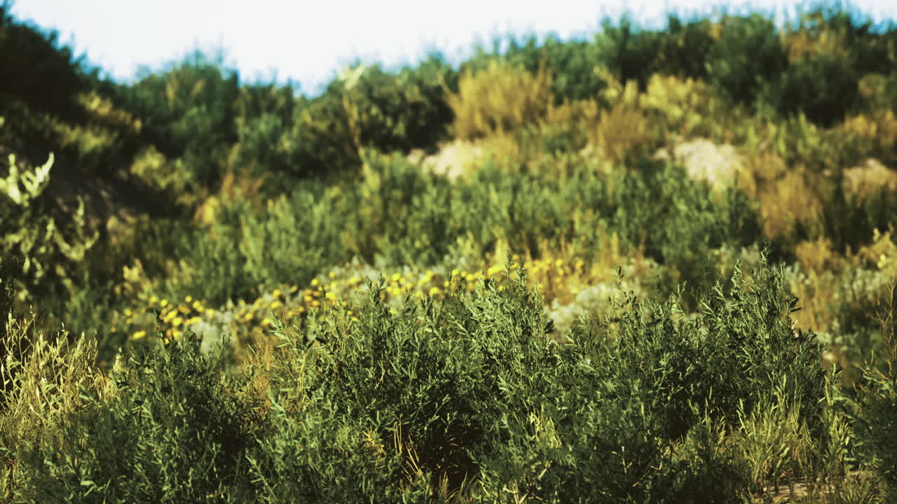 Lush green hillside in bright sunlight with wildflowers blooming
