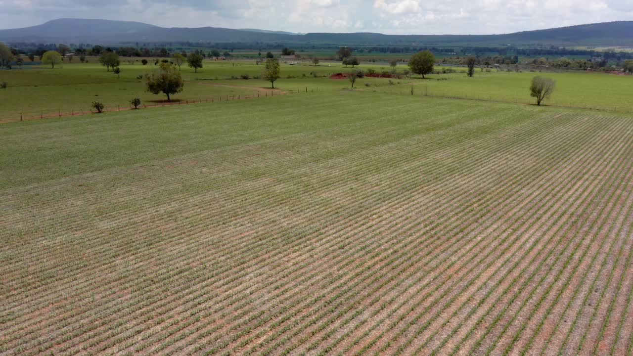 Aerial view of vast cornfield under blue sky, capturing rural tranquility