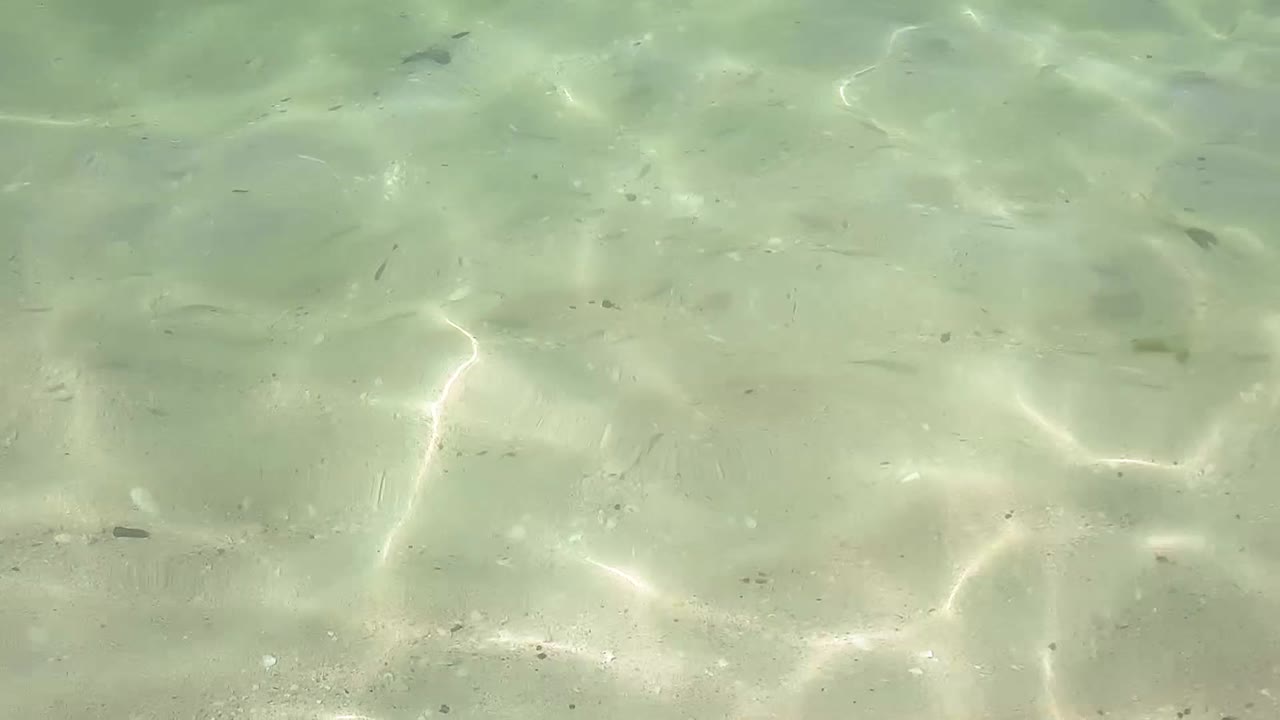 Cardumen de peces pequeños reuniéndose en la hermosa playa de Jumeirah, Dubái