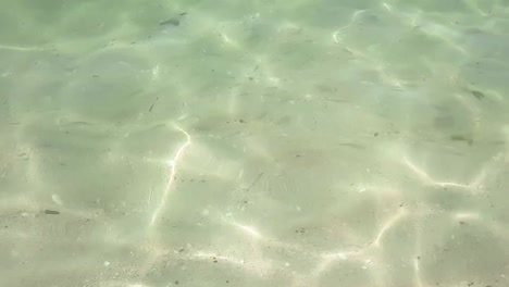 swarm of small fish gathering on the beautiful beach of jumeirah, dubai