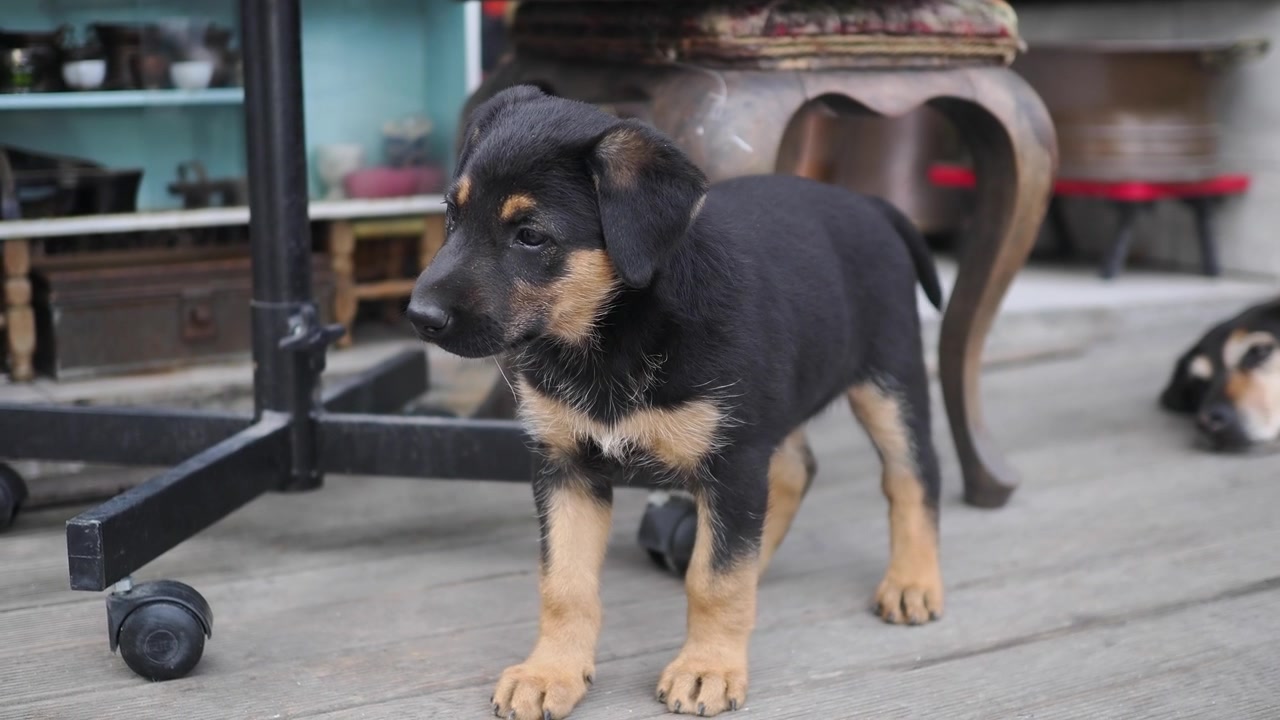 Cute Puppy Standing Near Sleeping Adult Dog on Wooden Porch