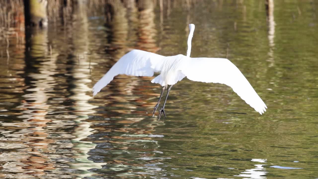 A white egret gracefully glides over shimmering water, showcasing its elegant wings in a serene setting.