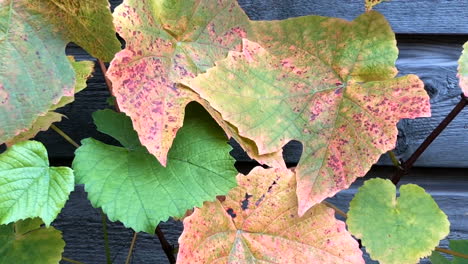 autumn yellow foliage of a vineyard