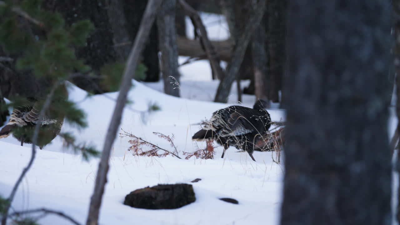 una bandada de pavos hembras salvajes caminan a través del bosque cubierto de nieve en cámara lenta