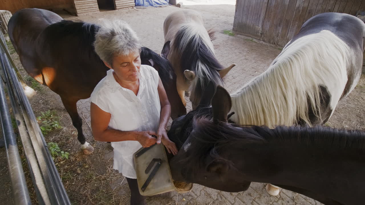 entrar en un momento sereno como una mujer mayor alimentando amorosamente a su caballo en el patio tranquilo