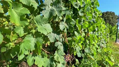 lush vineyard showcasing grapevines and scenic landscape