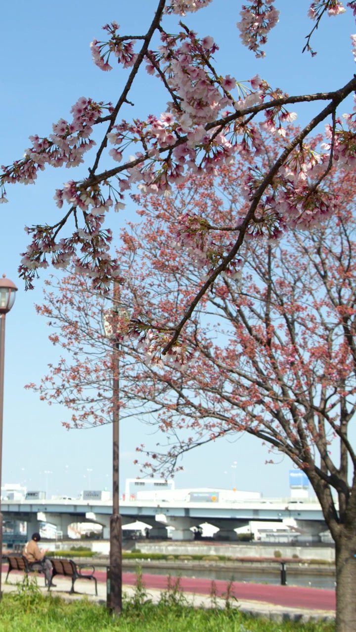 Fiori di sakura rosa sbocciano vicino a un fiume con un ponte e lo sfondo della città a Tokyo