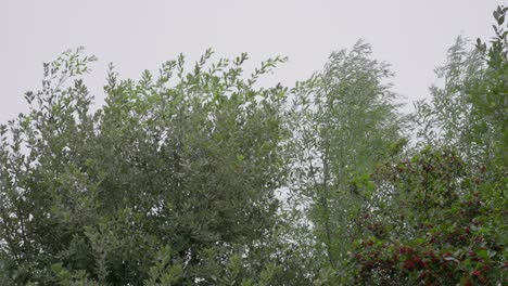 Soft-panning-slow-motion-scene-over-lush-tree-tops