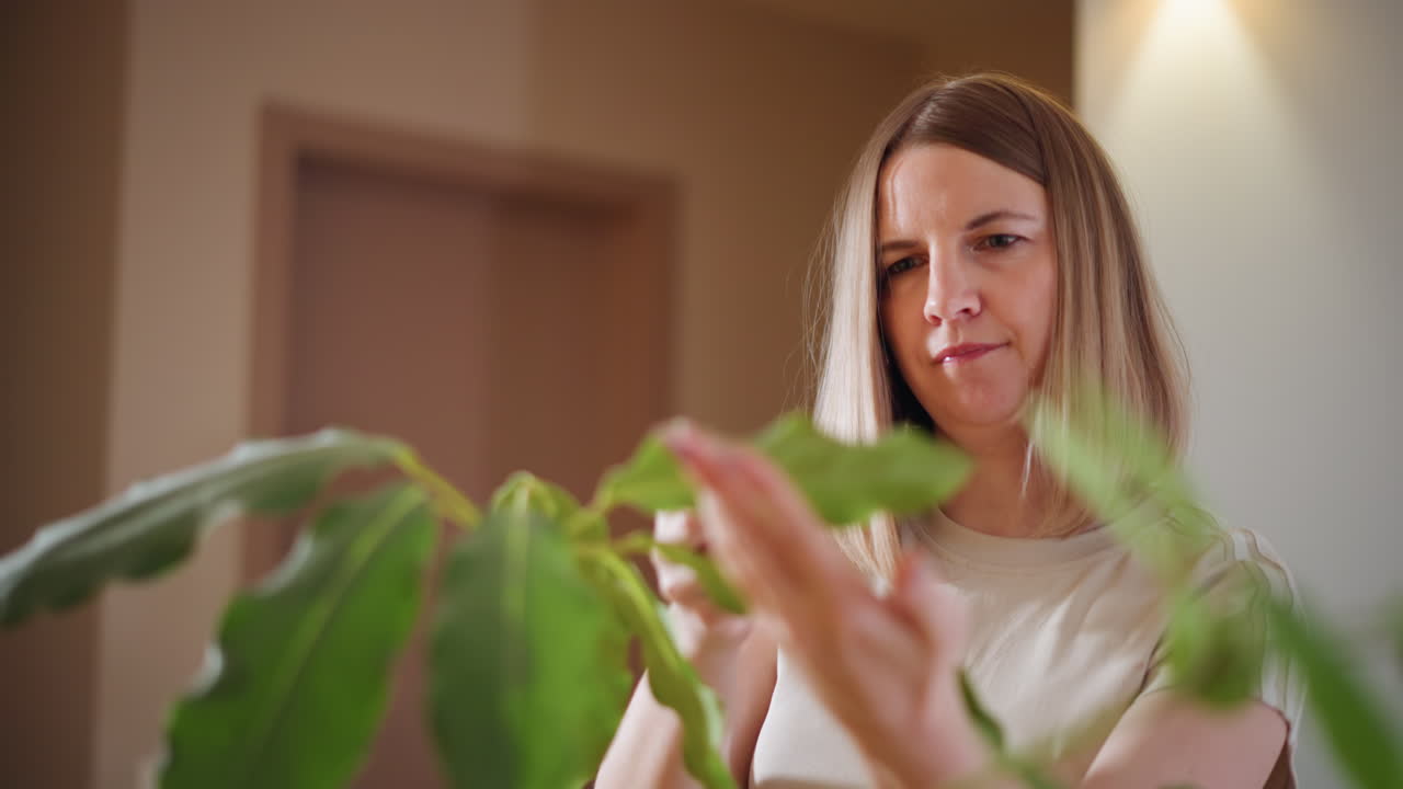 Woman cleaning green houseplant leaves indoors with tissue, gently wiping foliage, focusing on plant care and maintenance, nurturing healthy greenery, practicing mindfulness, promoting wellness