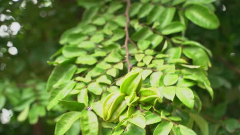 Nice-beautiful-shot-of-young-green-fig-leaves-not-yet-ready-for-harvest